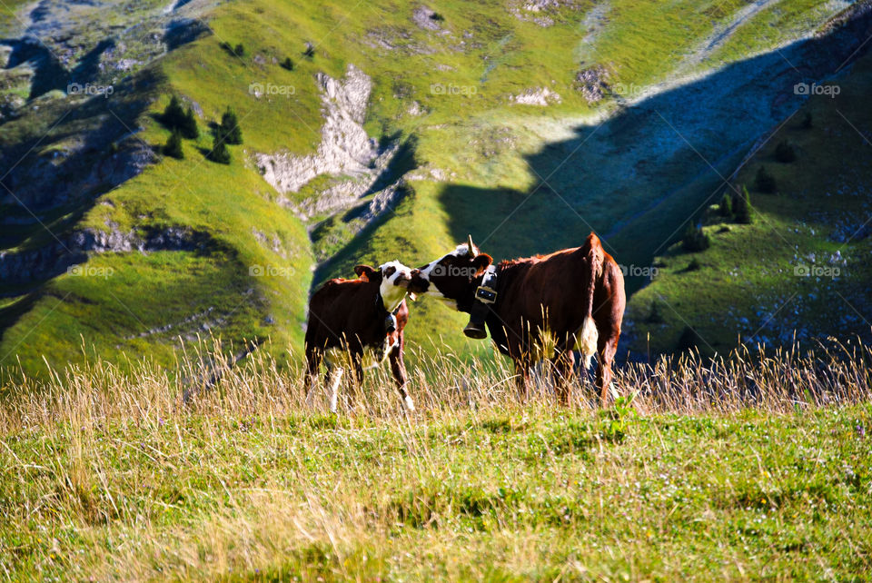 Exploring Switzerland