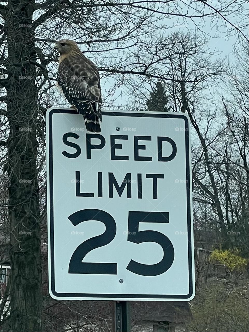 Red Shouldered Hawk 