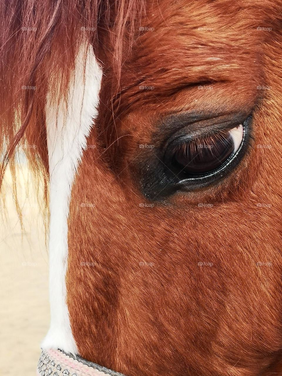 Close up of a horse's eye