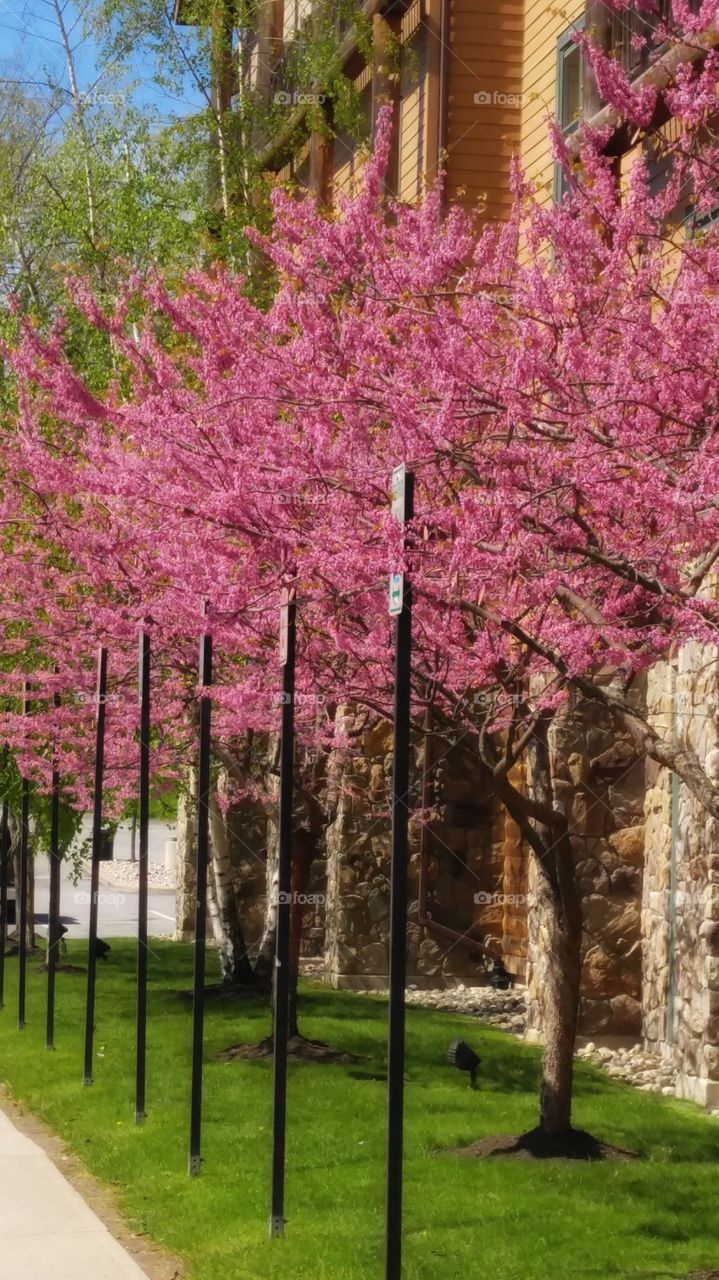 Pink Trees