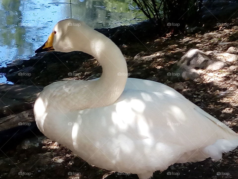Swan