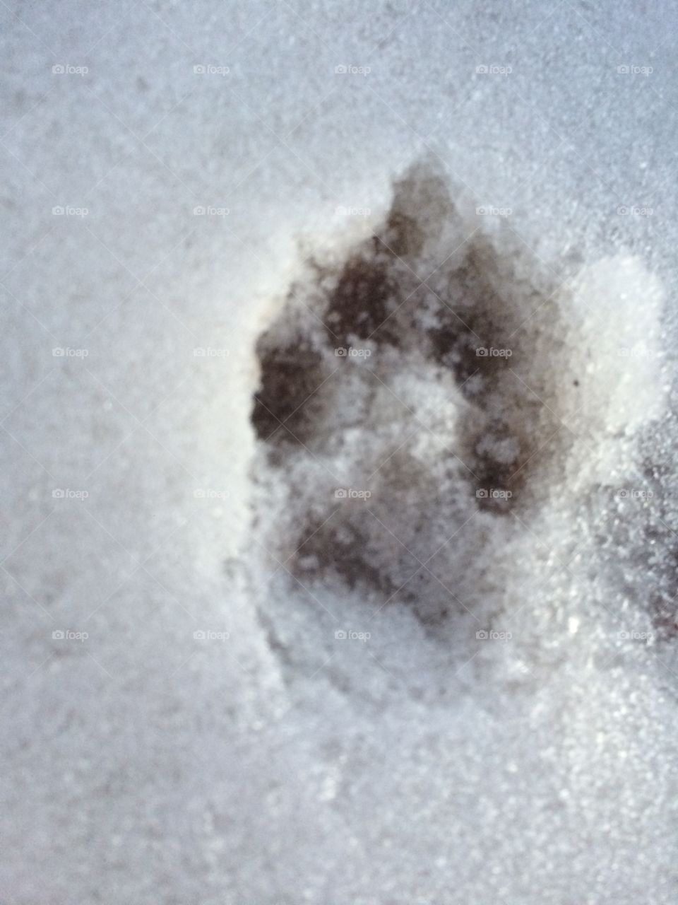 Paw print in the snow 