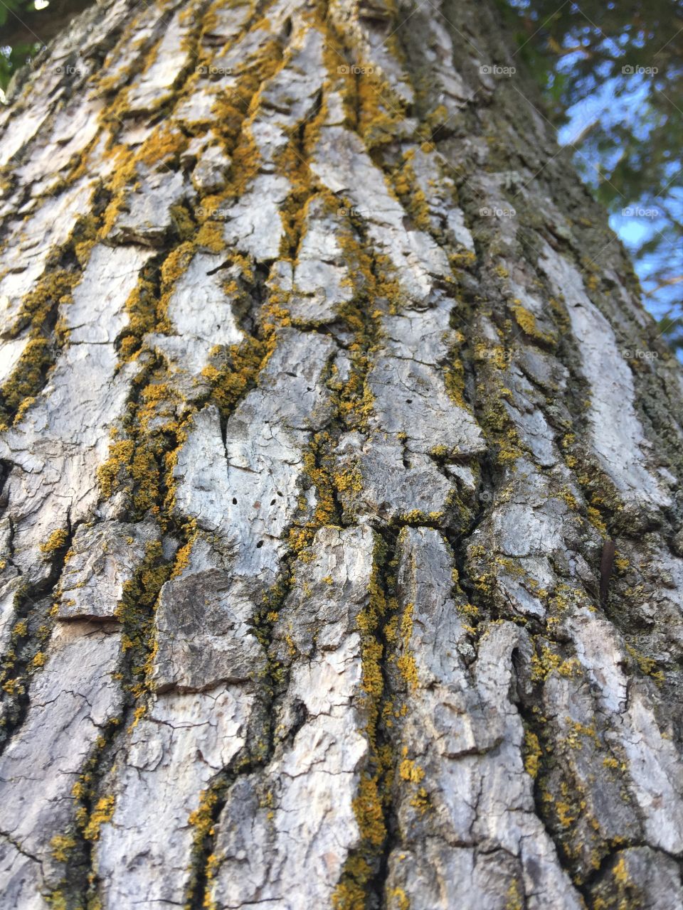 Tree closeup