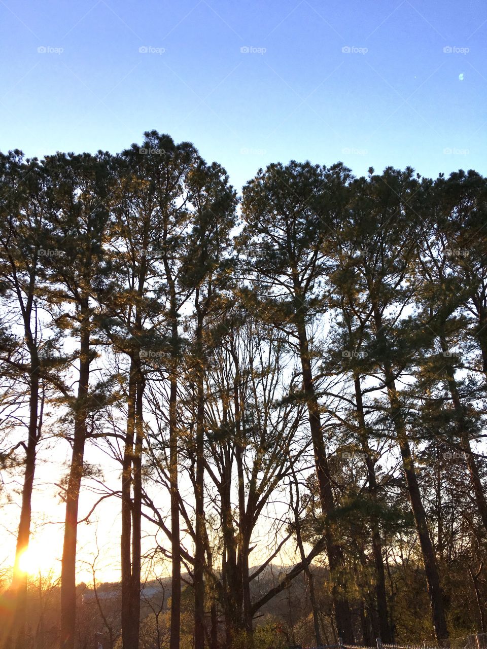 Sunset through the Tennessee pines