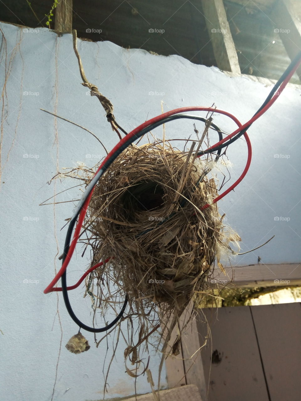 No Person, Nest, Bird, Nature, Color