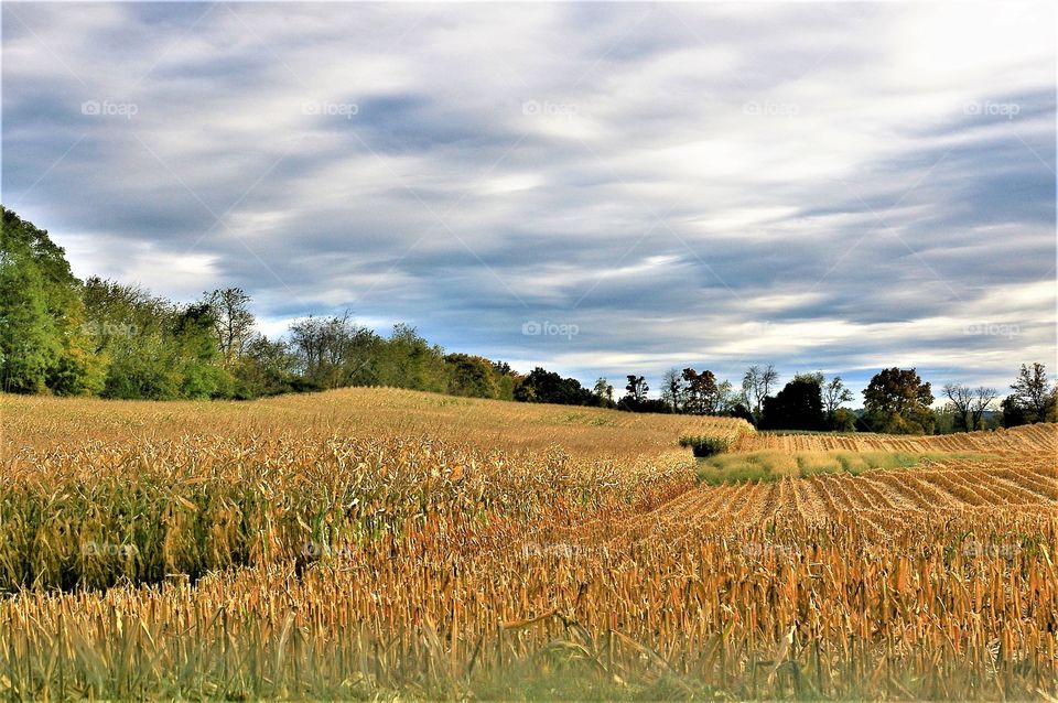 Harvesting the Corn