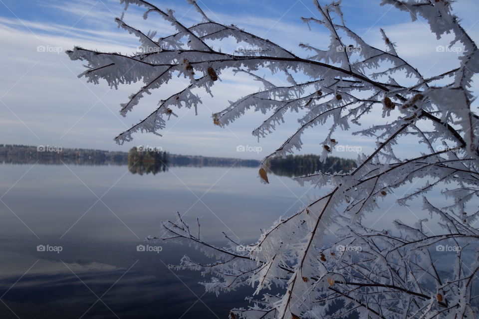 Snow covered branches