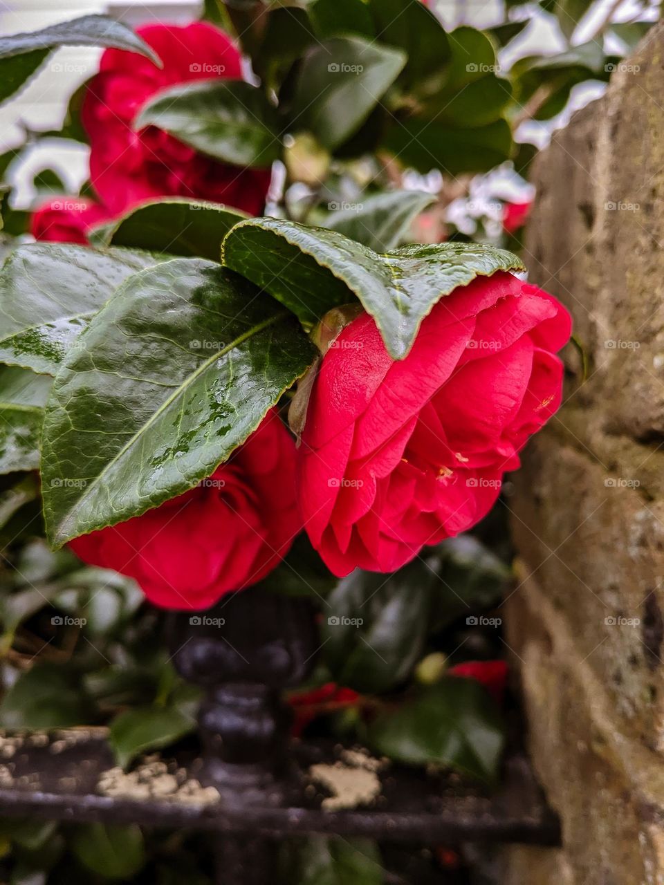 camelias