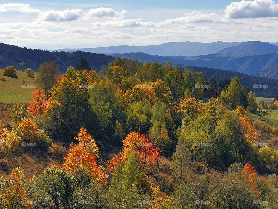 Autumn in the forest