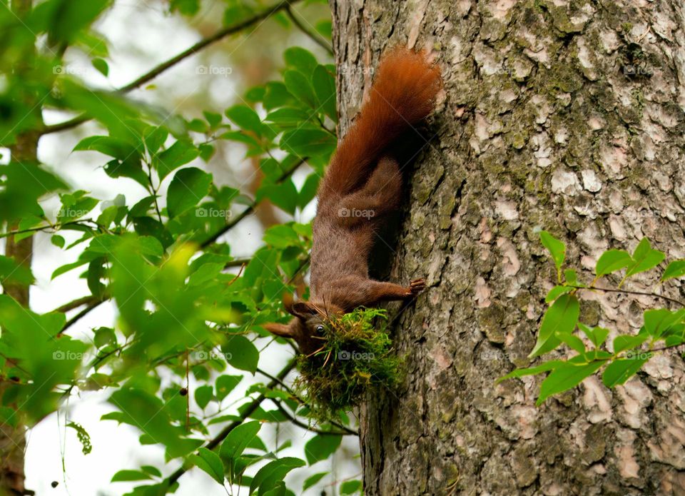 Auf dem Bild ist ein niedliches Eichhörnchen zu sehen, das geschickt einen Baum erklimmt. Mit einer niedlichen Geste hat es Moos im Mund. Dieses zauberhafte Naturmotiv ist ideal für Liebhaber von Wildtieren und Naturlandschaften.