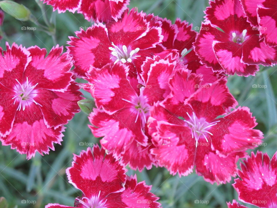 The Power of Flowers