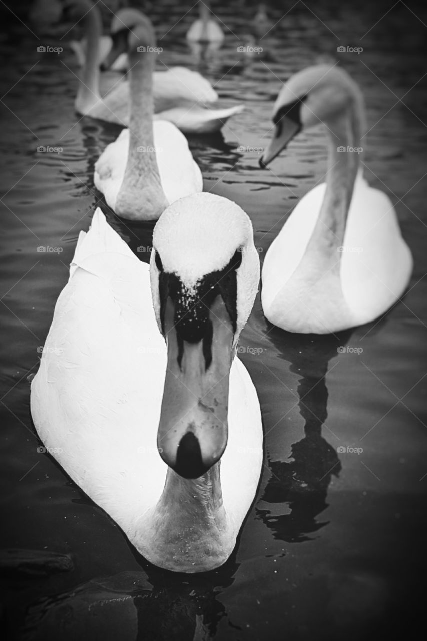swans