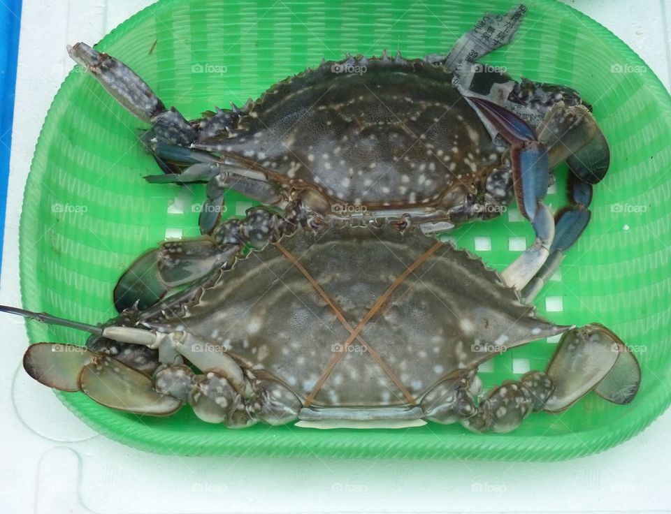 crabs on fish market in Tokyo