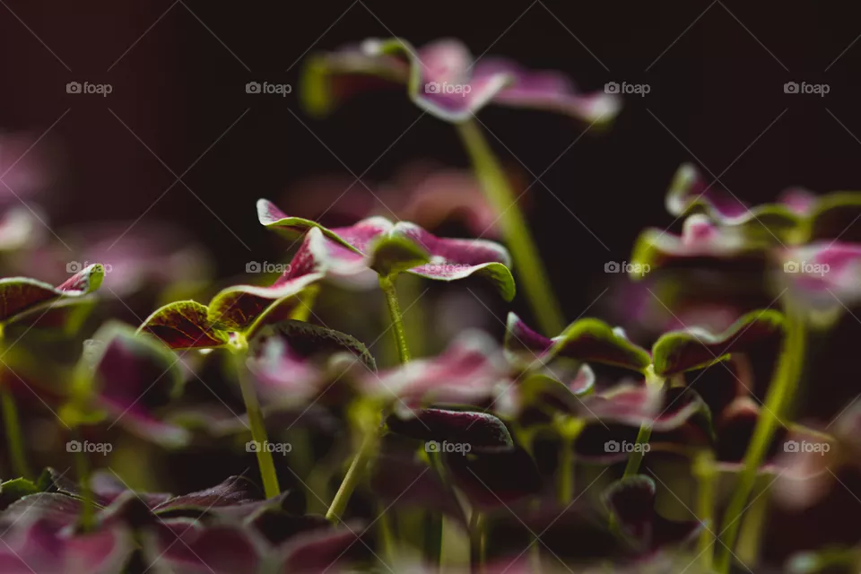 Cute plant