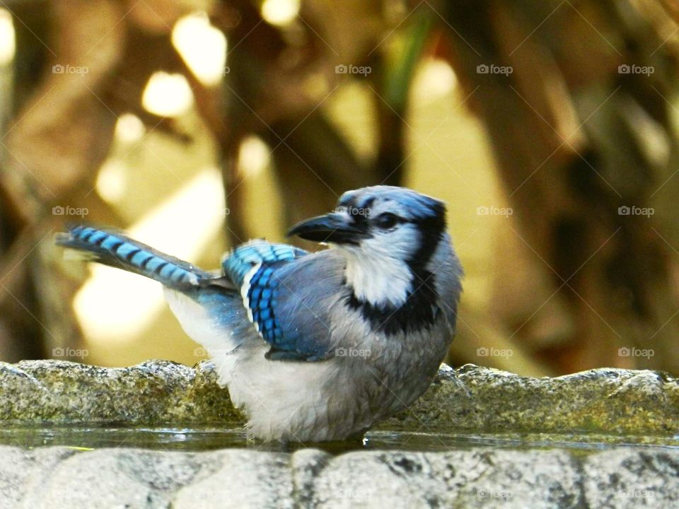 Forest in any season