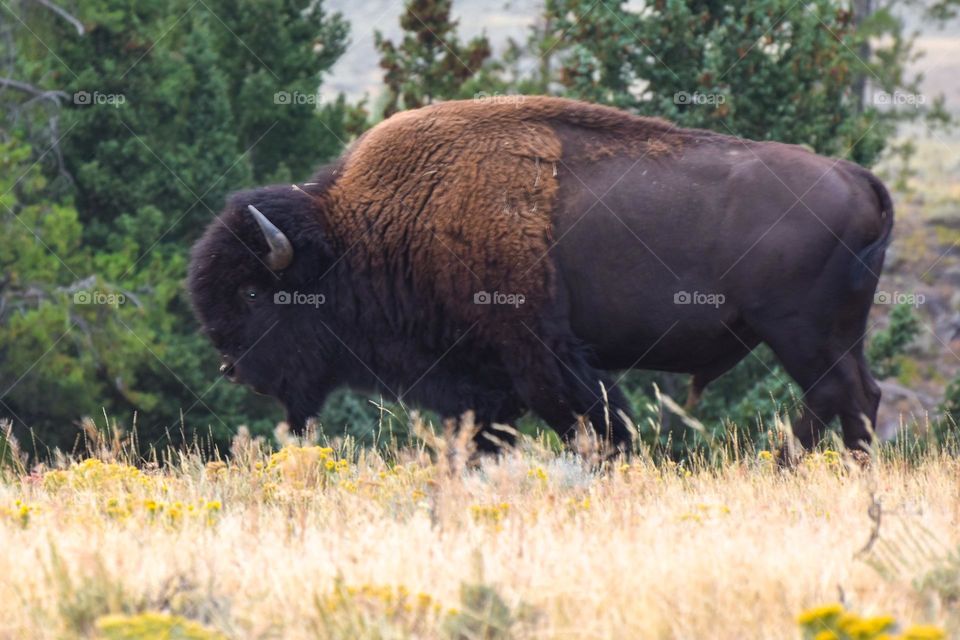 Close up image of a American bison (Bison bison). Yellowstone National Park, Wyoming, USA.