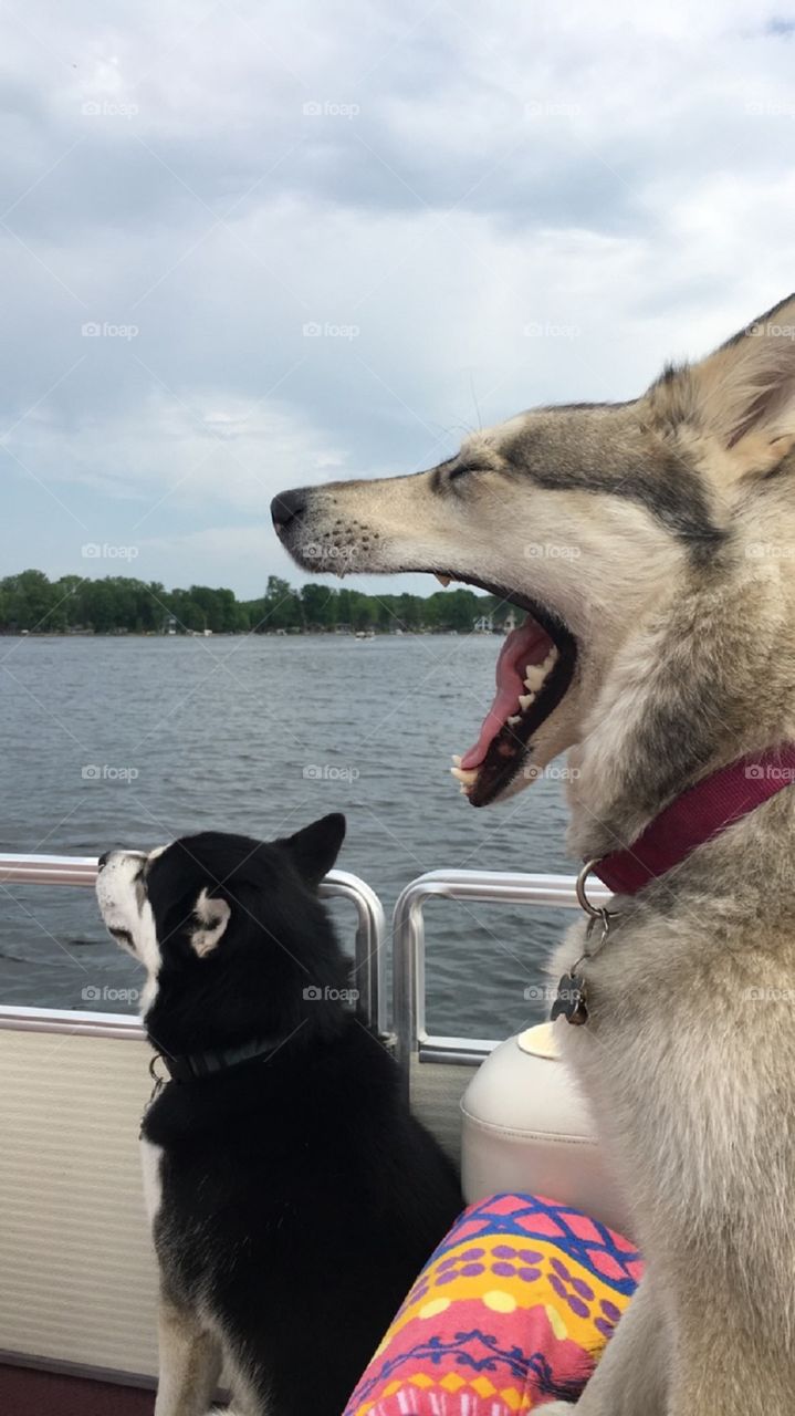 These two huskies are living the boat life in Michigan!