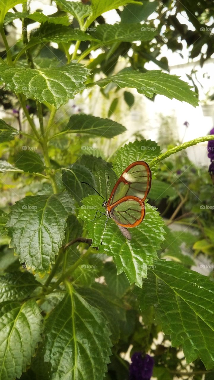 Crystal wings