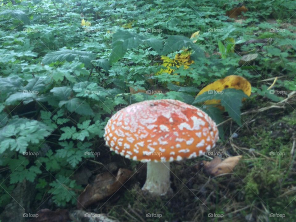 A Red Toadstool in a Forest surrounded by leafy plants in the woods 