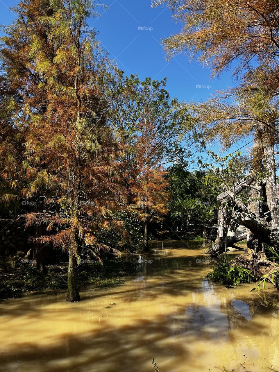 Autumn swamp 