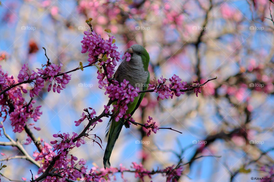 spring nature pink flower by deemar