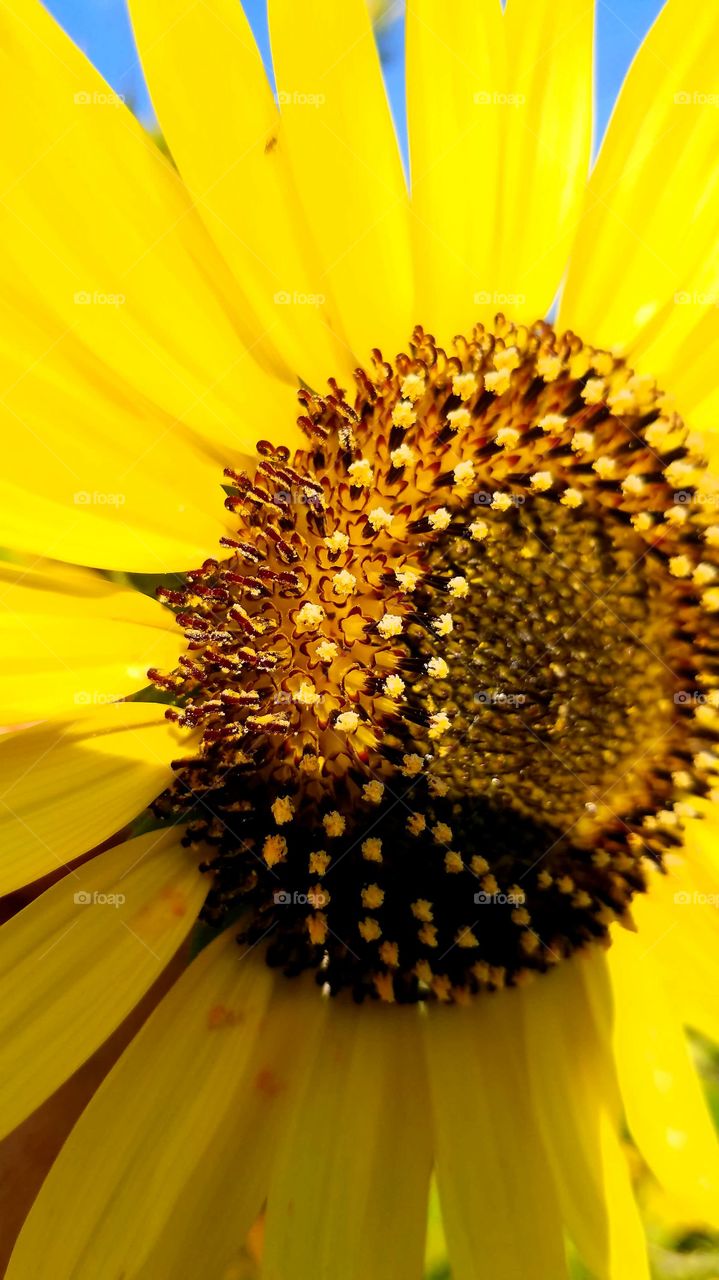 Sunflower, Nature, Flower, Flora, No Person