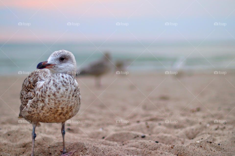 Close-up of a seagull on the sandy beach with the Baltic Sea in the background at sunset