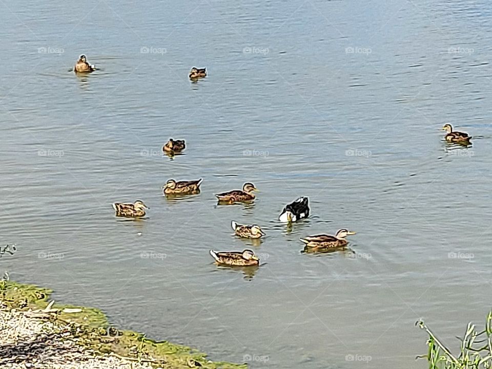 time for a swim- Ducky