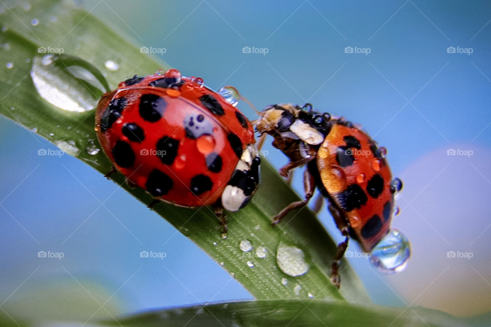 Two ladybugs with drops 