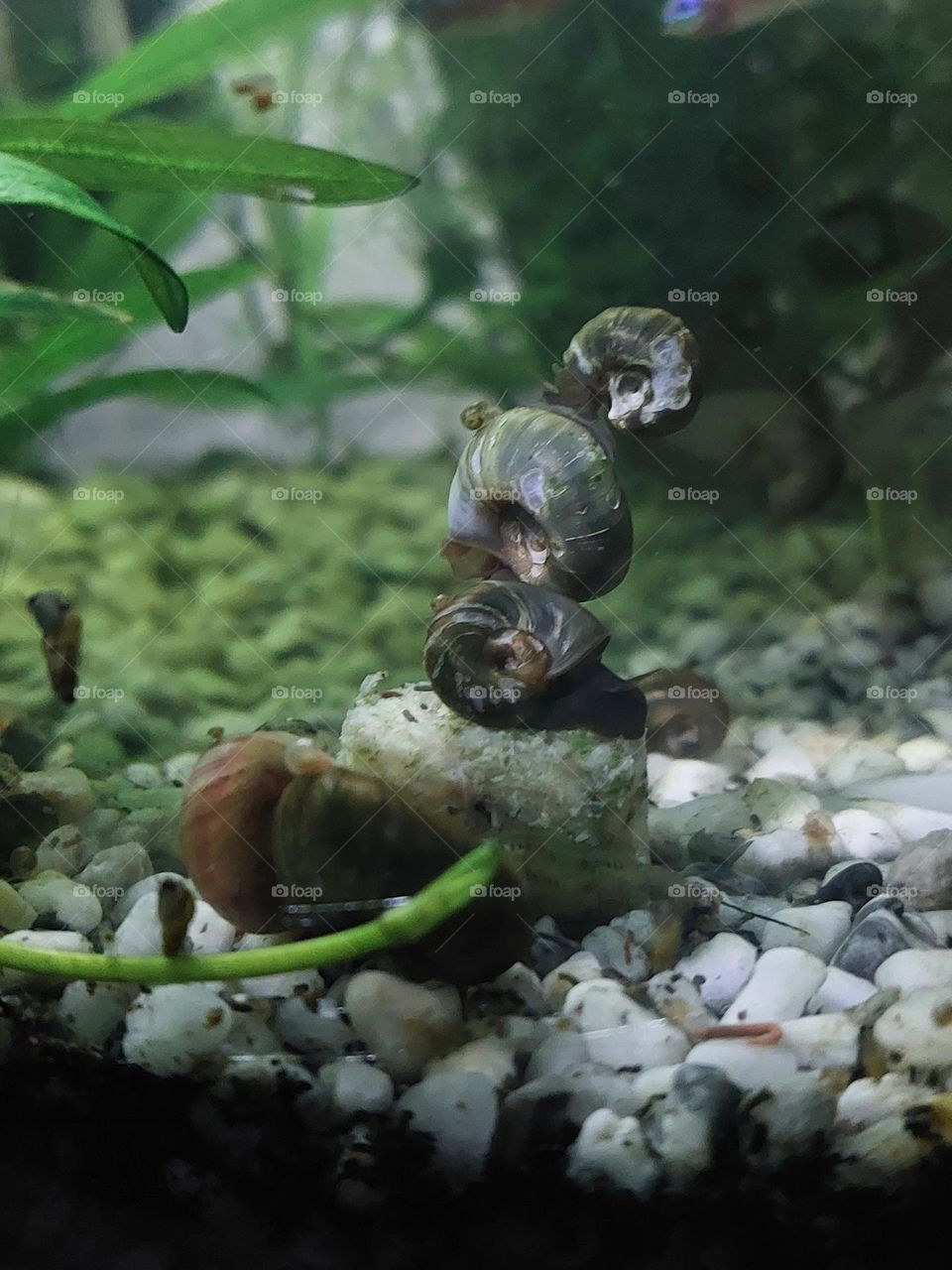 snails