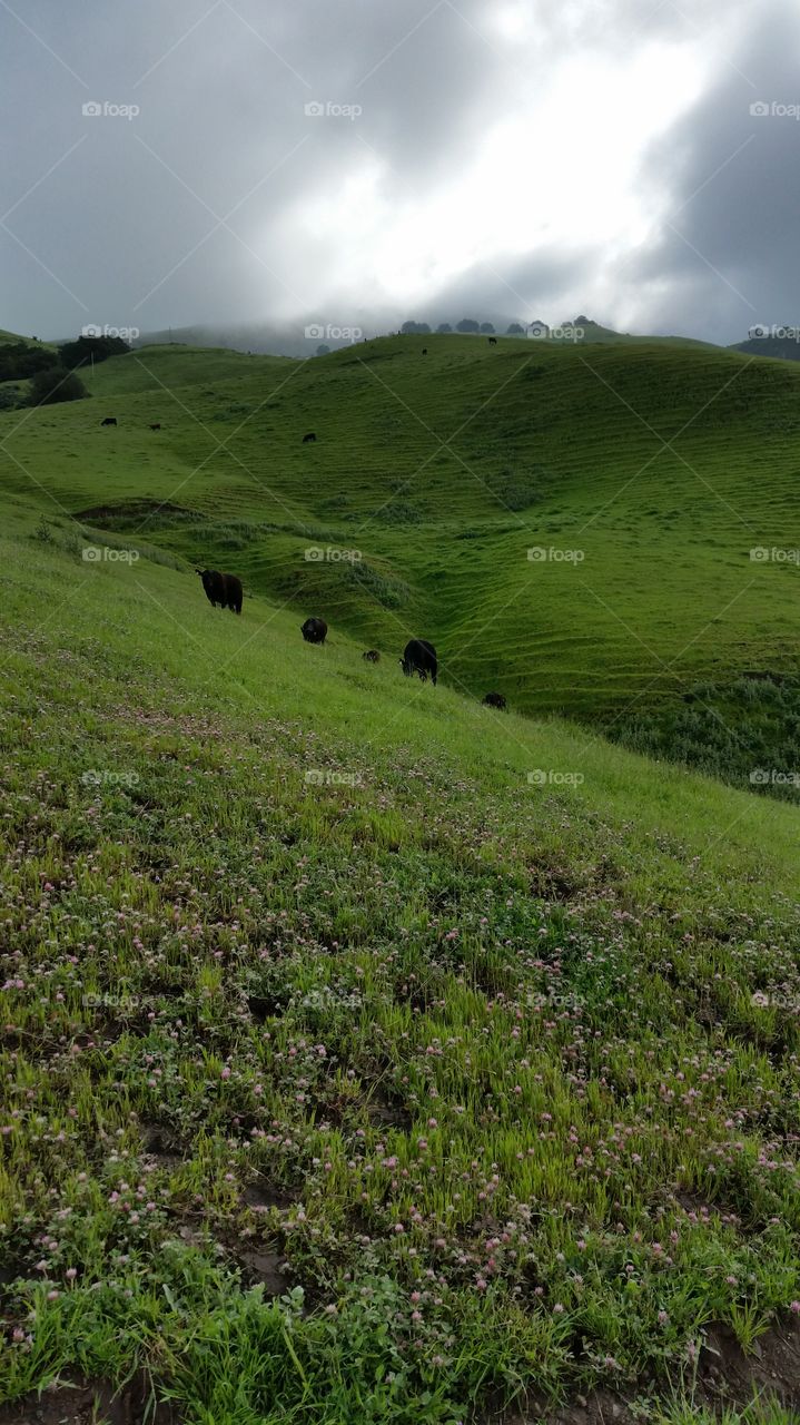 Cattle grazing, lush green hills, after rains