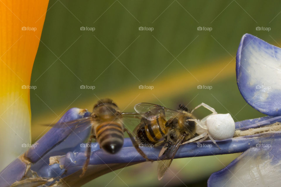 white crab spider caught bee with another bee on the way
