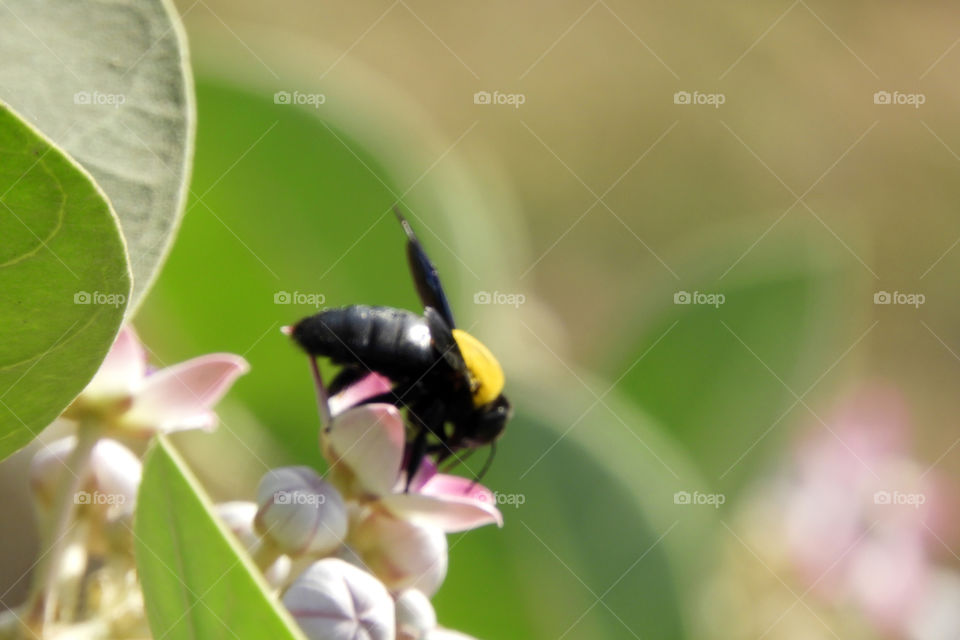 Carpenter Bee #Sayajigunj #Vadodara