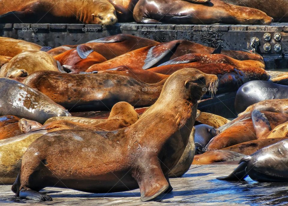 California sea lions in San Francisco Bay