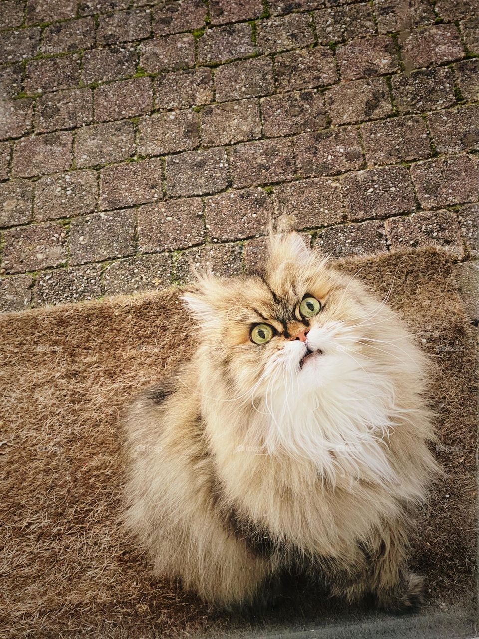 Persian cat, beige cat, cat outside the door, beige colors, persian cat with upset face
