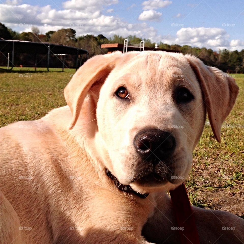 Daydreaming puppy