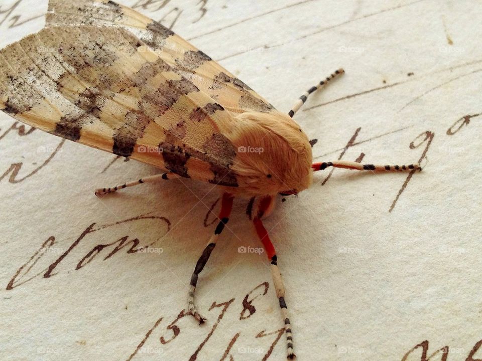 Moth on vintage script