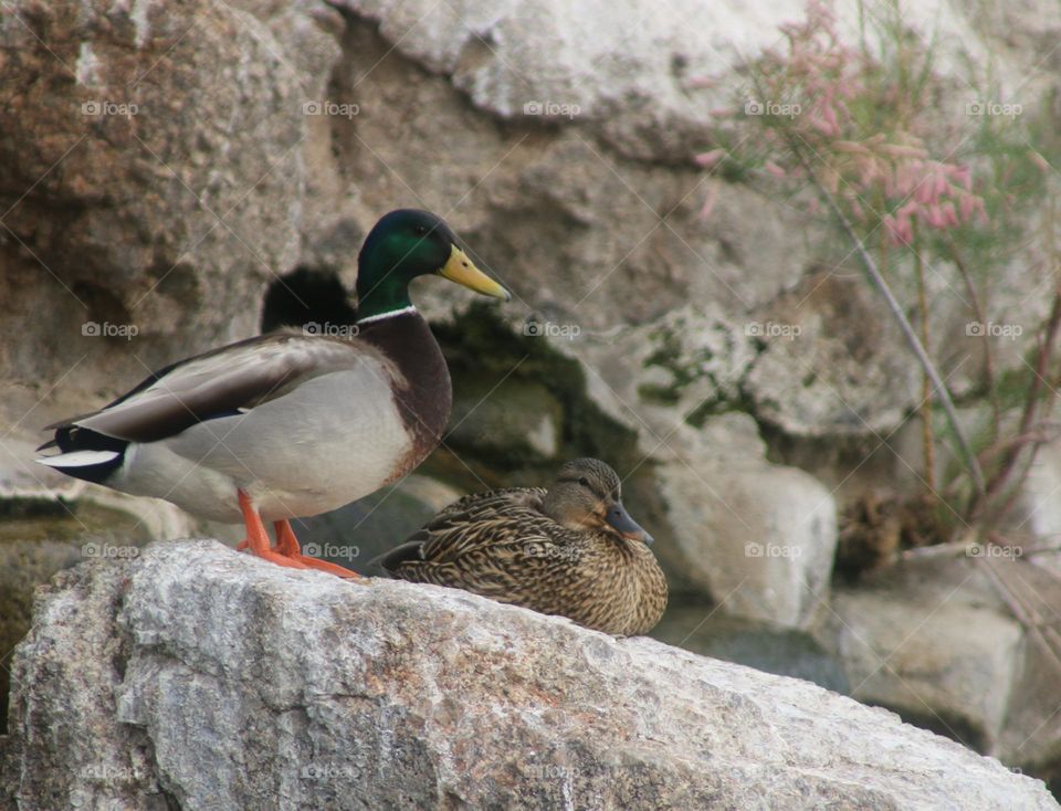 Mallard Duck Pair on Rocks