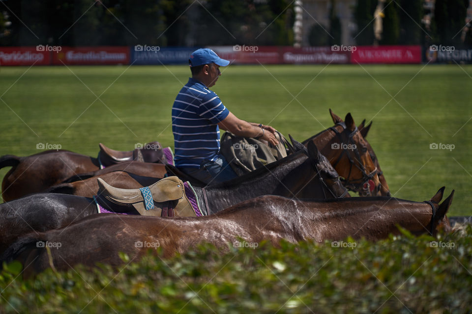 Taking care of the horses