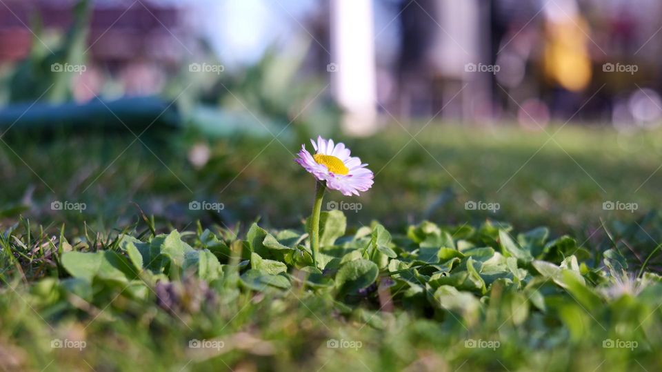 Independent flower under the Golden Hour Sun