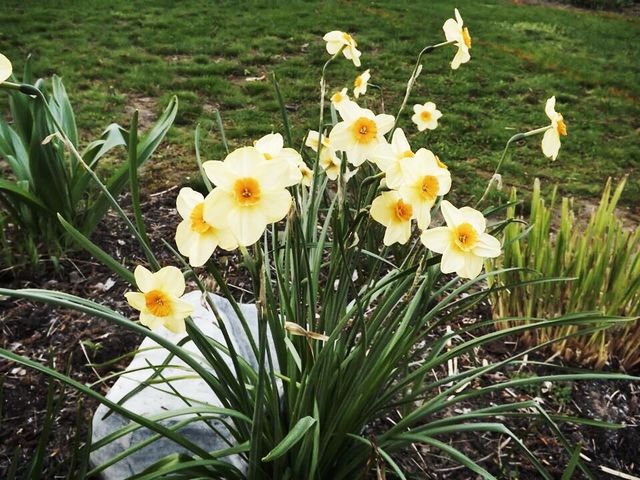 Spring Fever