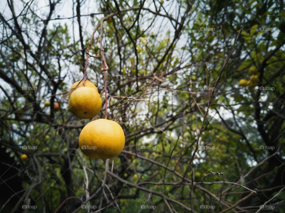 Ripe citrus fruit