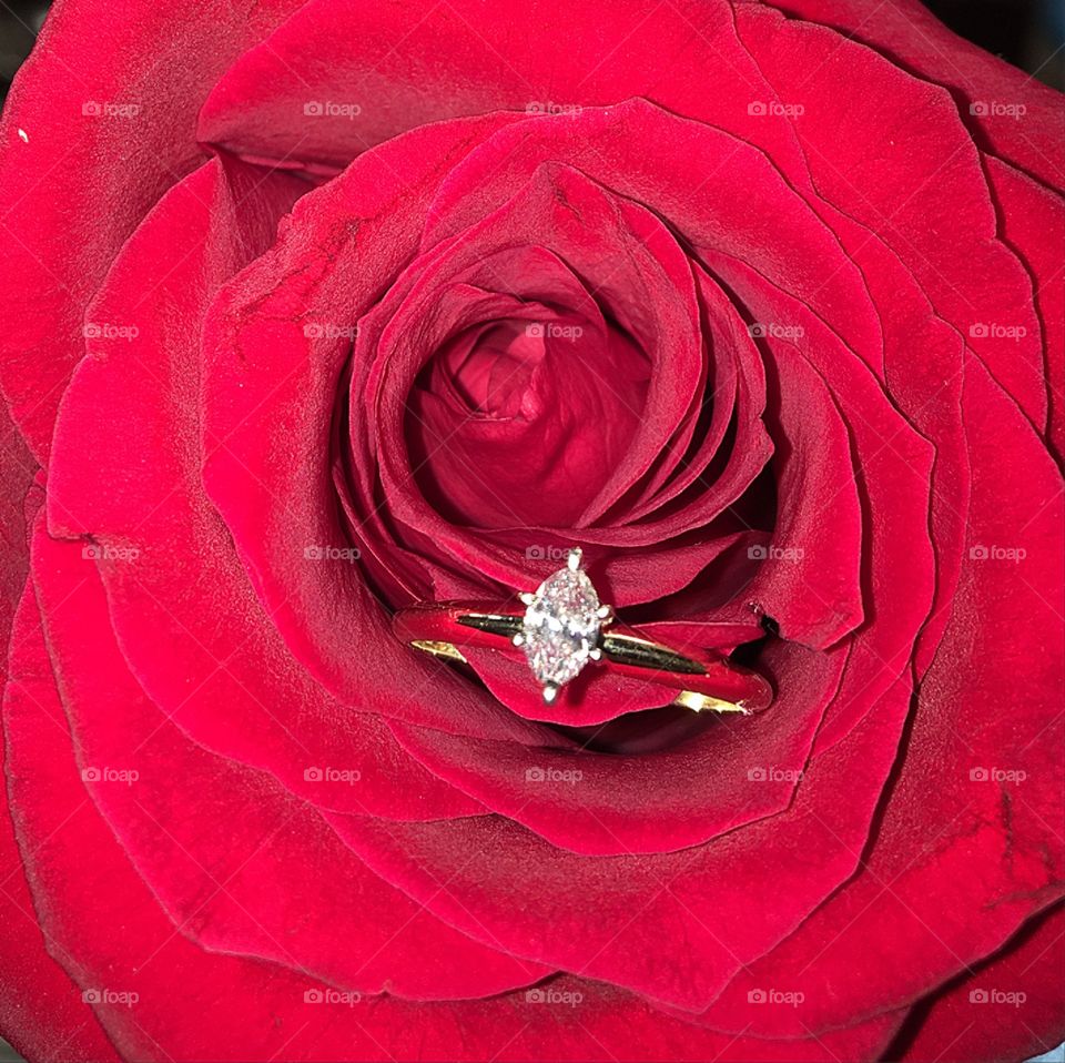 Rose, Love, Romance, Wedding, Flower