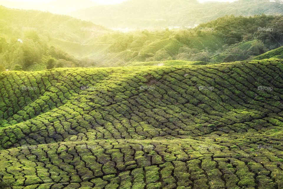 Beautiful morning view at Cameron Highlands, Pahang Malaysia