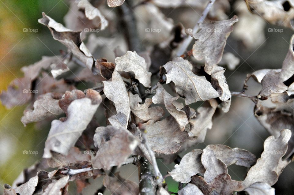 Dry autumn leaves