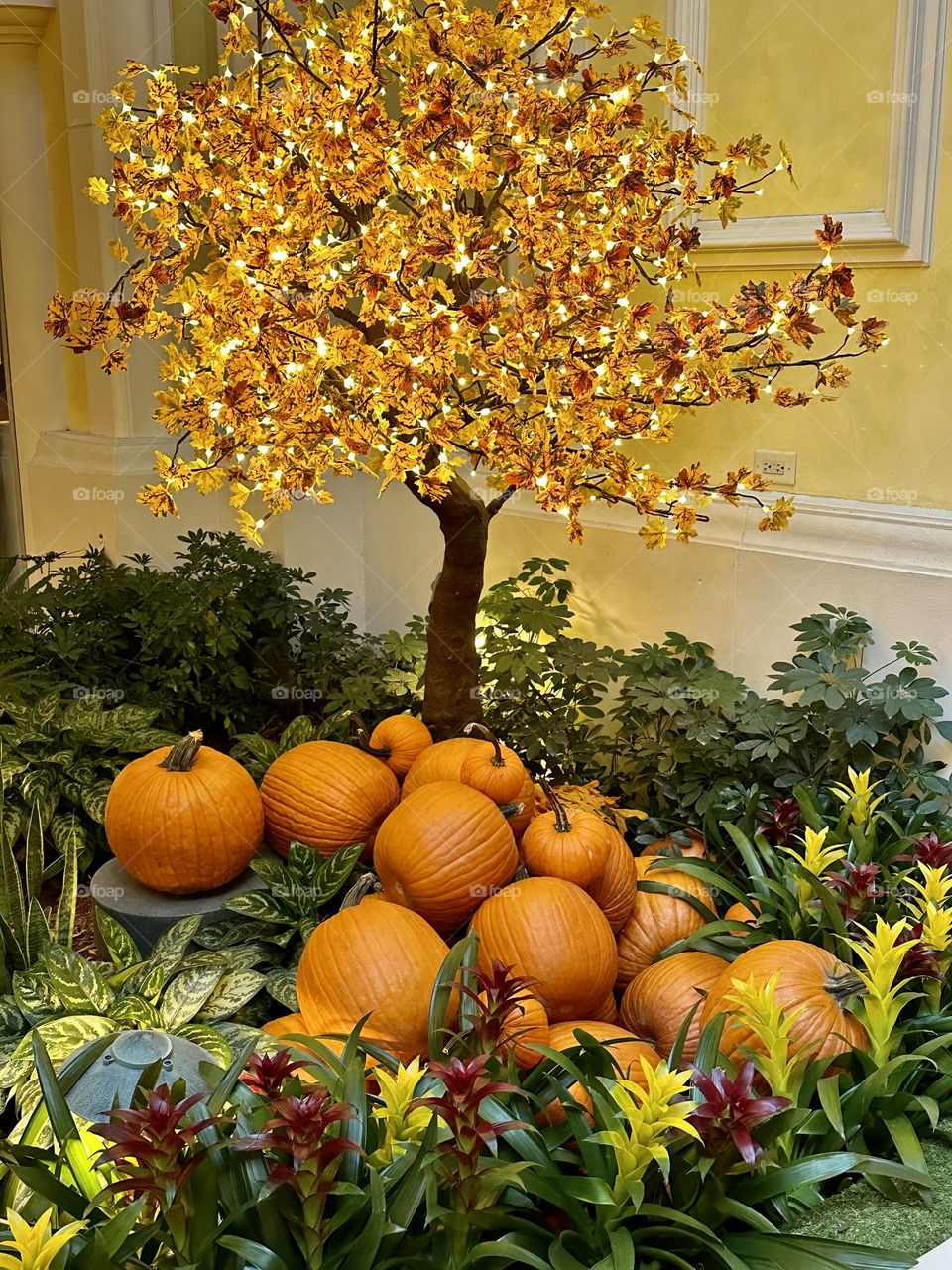 Fall Wins! (Bonus Exclusive Mission) - Unique pumpkins - Pumpkins under the lighted tree. They some times come adorned with festive hats and fun feathery hair. Each is a true, smooth skinned miniature pumpkin with a personality of its own.