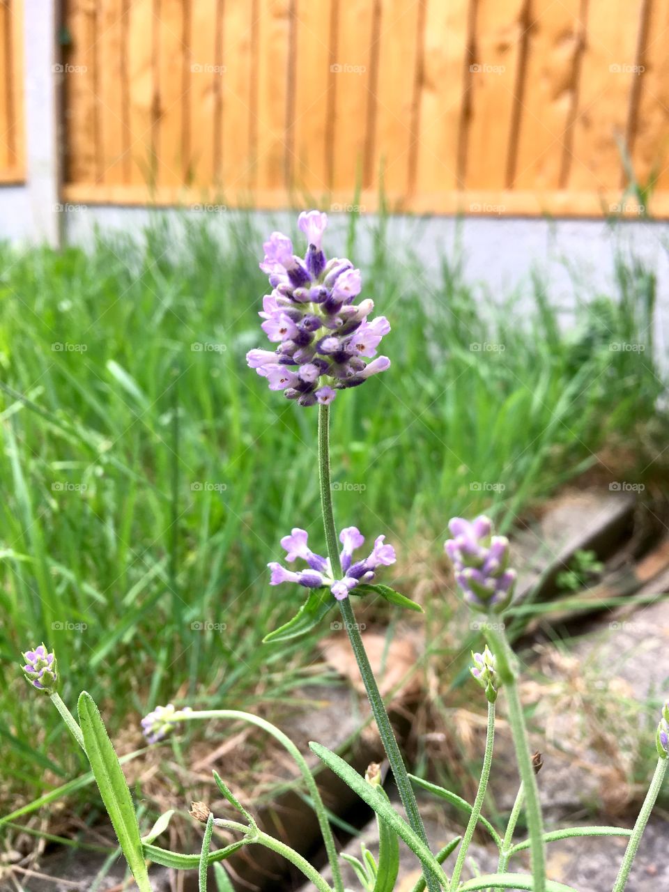 Beautiful little Lavender Flower in the garden 