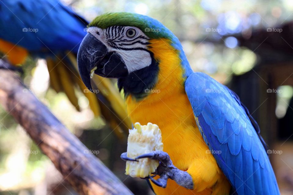 Macaw eating corn