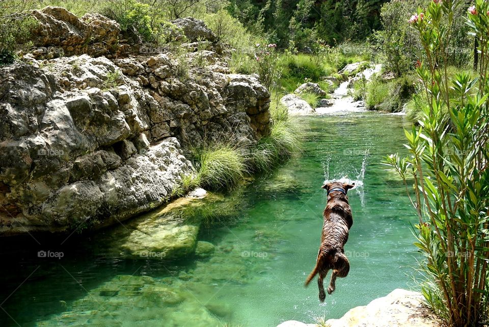 Labrador#dog#canine#animal#jump#river#nature#water#greengrass