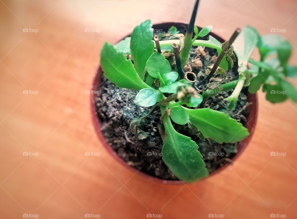 A small plant may save a million lives...